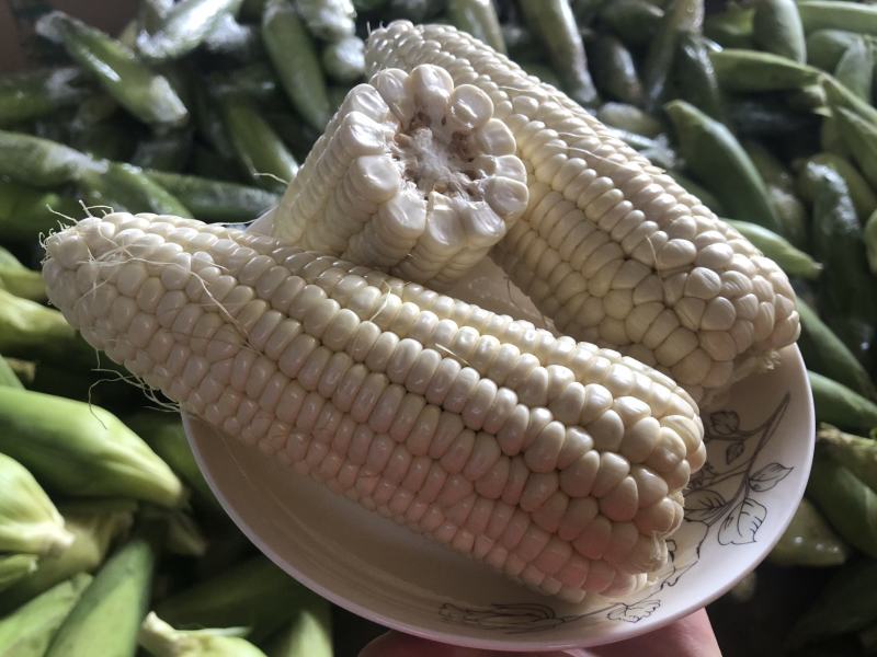 糯玉米售后需知:大自然的产物，不饱满达到一半
