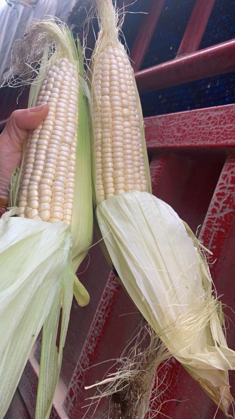 糯玉米售后需知:大自然的产物，不饱满达到一半