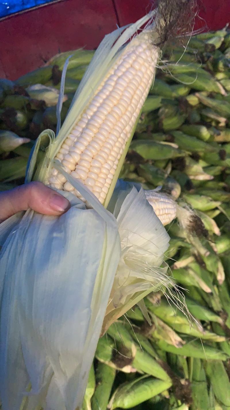 糯玉米售后需知:大自然的产物，不饱满达到一半