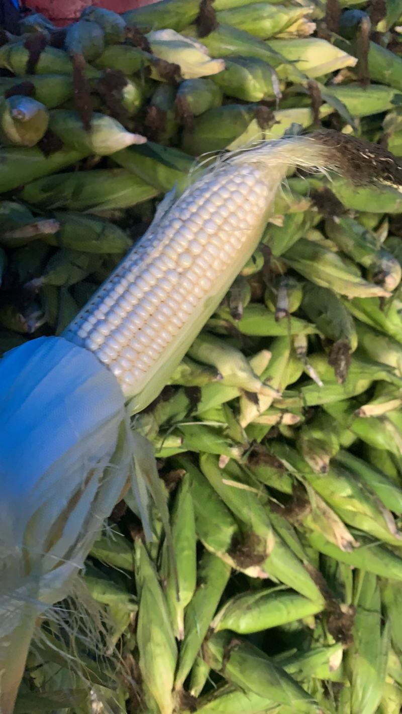 糯玉米售后需知:大自然的产物，不饱满达到一半