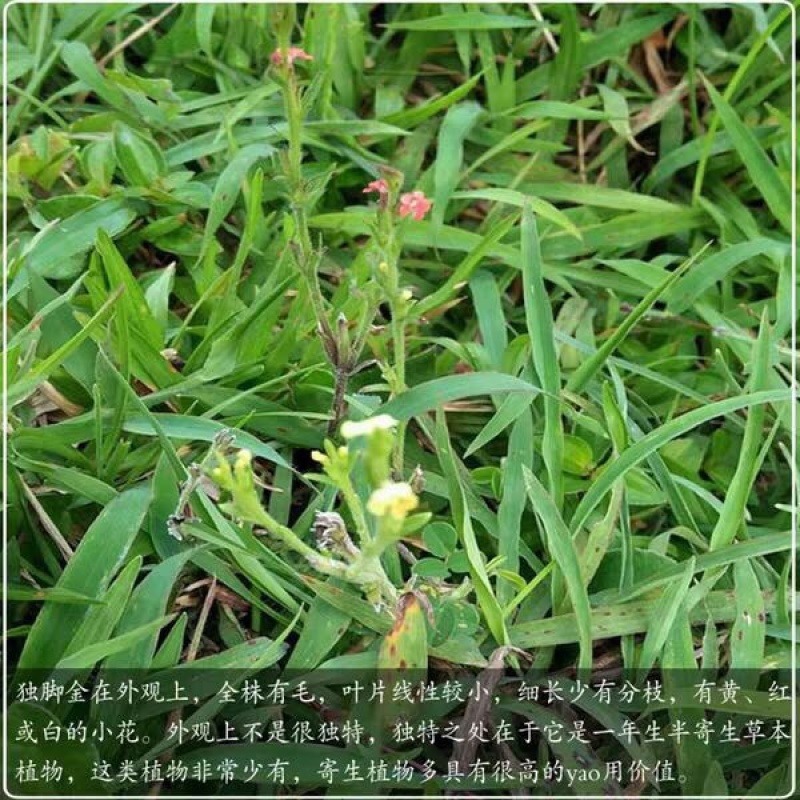 独脚金种子发芽率95%免费提供种植技术