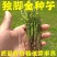 独脚金种子发芽率95%免费提供种植技术
