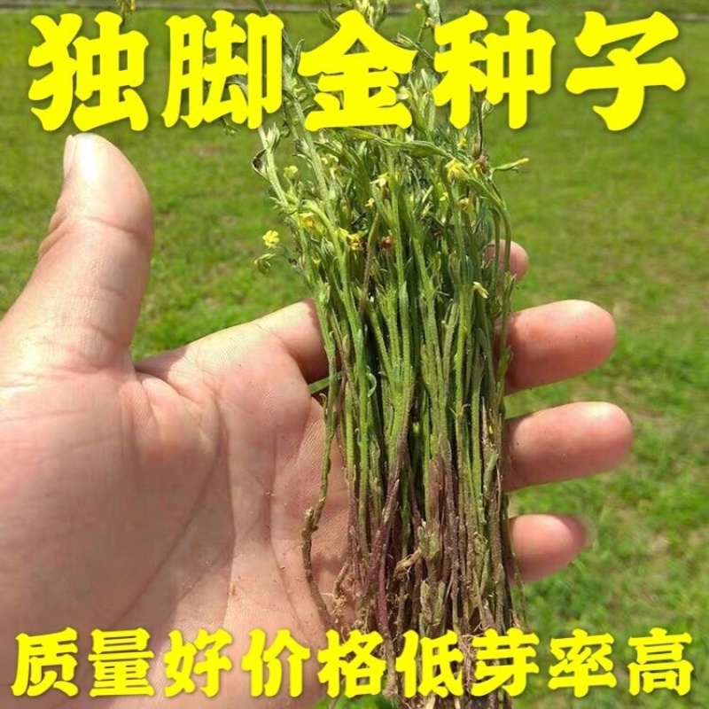 独脚金种子发芽率95%免费提供种植技术