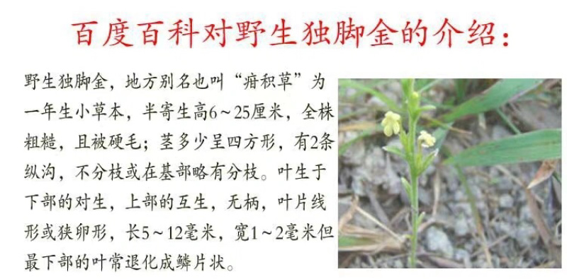 独脚金种子发芽率95%免费提供种植技术