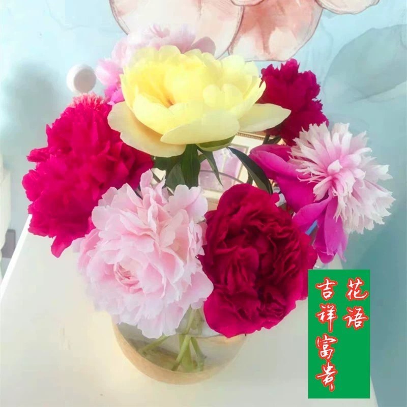 洛阳牡丹甲天下洛阳牡丹切花开始预售了