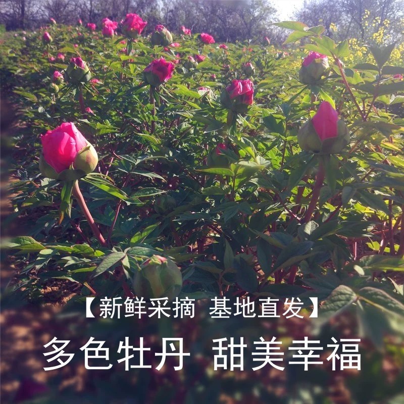 洛阳牡丹甲天下洛阳牡丹切花开始预售了