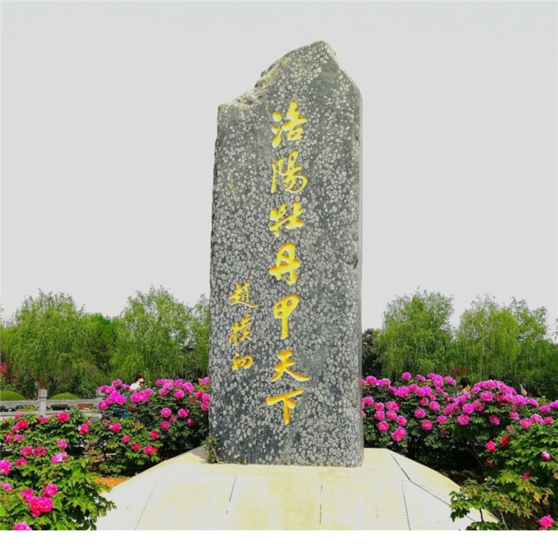 洛阳牡丹甲天下洛阳牡丹切花开始预售了