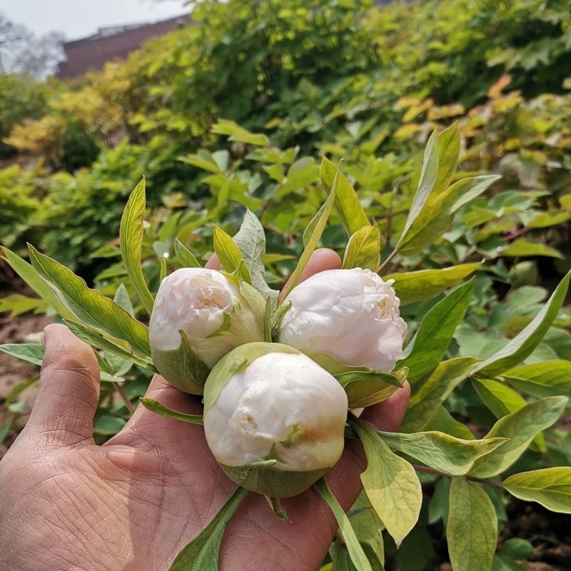 洛阳牡丹甲天下洛阳牡丹切花开始预售了