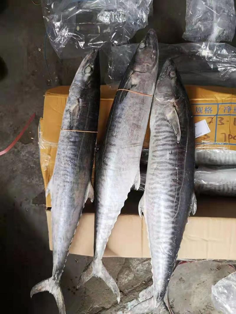 马鲛鱼，现货供应数量有限欲购从速，全国发货
