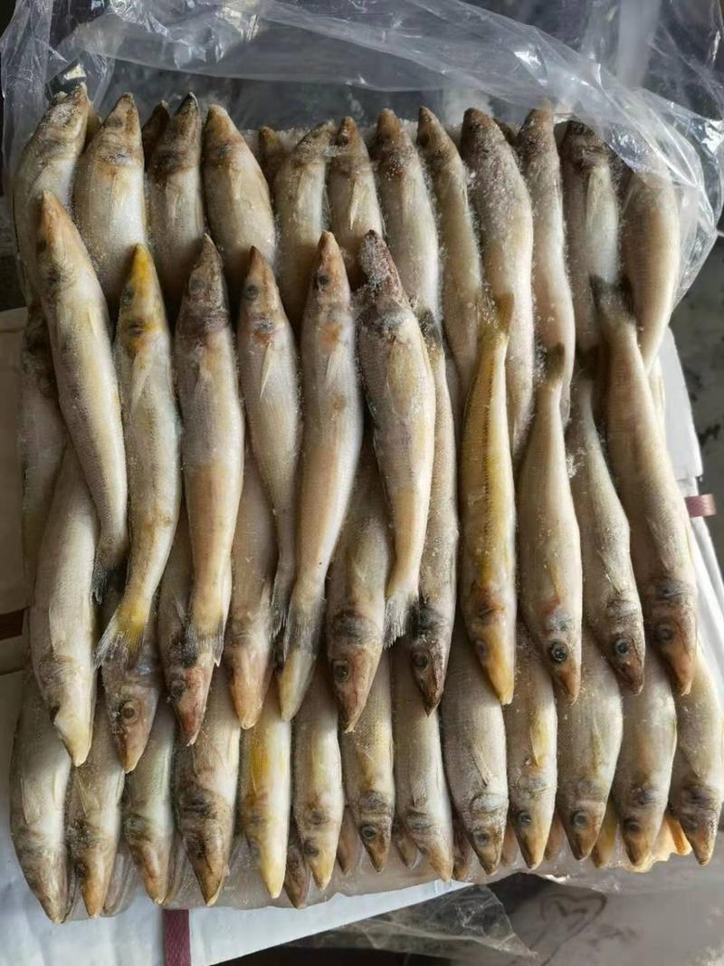 沙尖鱼刚到现货品质保证全国批发大量现货