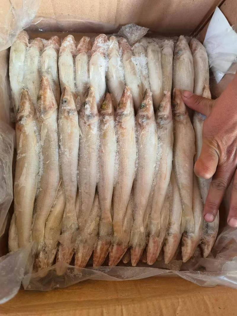 沙尖鱼刚到现货品质保证全国批发大量现货