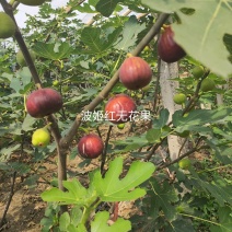 无花果树苗新品种波姬红盆栽地栽庭院南北方种植四季当年挂果