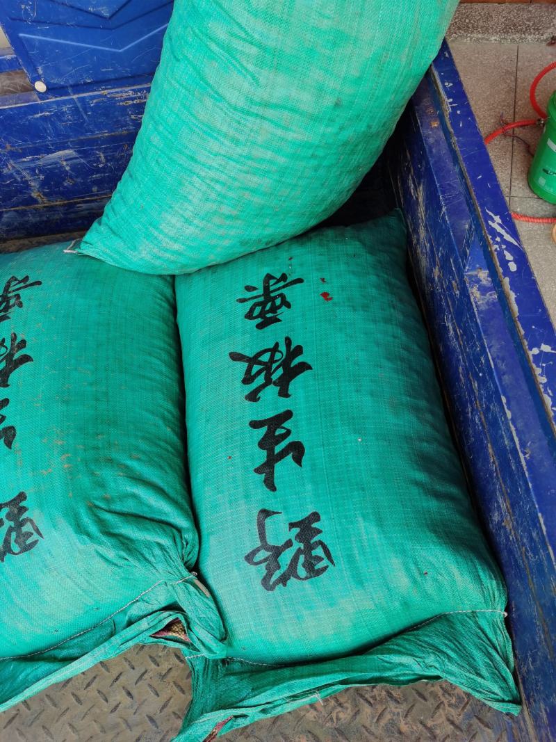 板栗种子，种子饱满，发芽率高，欢迎客户联系