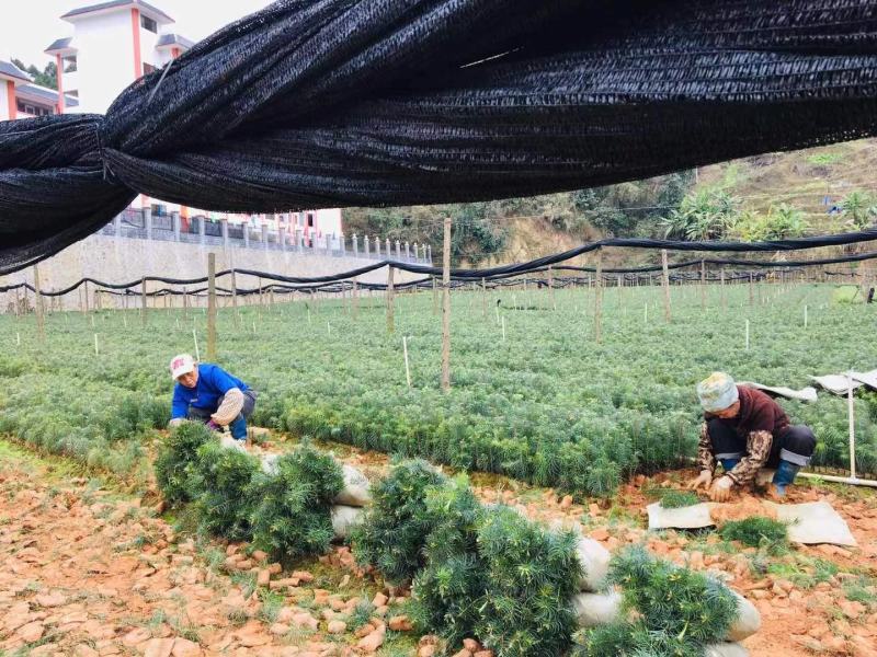 杉木杯苗，苗木青绿，粗壮，根系发达，欢迎联系
