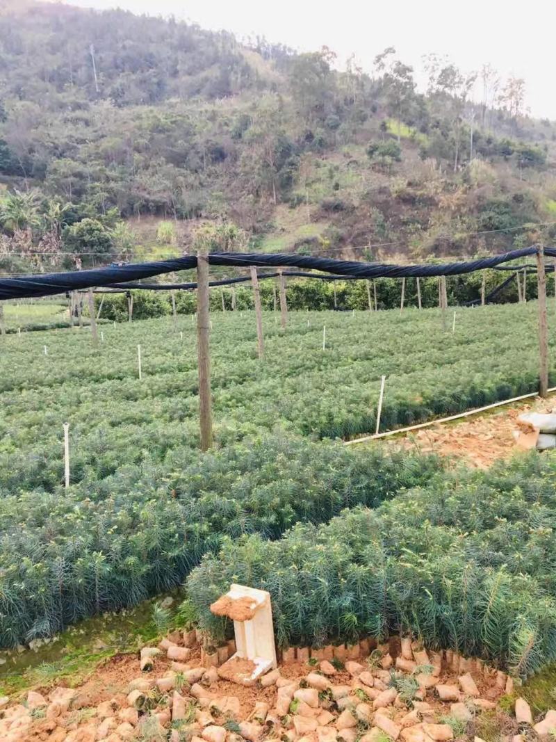 杉木杯苗，苗木青绿，粗壮，根系发达，欢迎联系