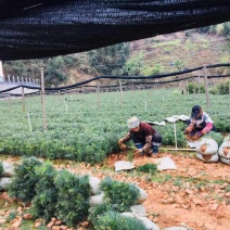 杉木杯苗，苗木青绿，粗壮，根系发达，欢迎联系