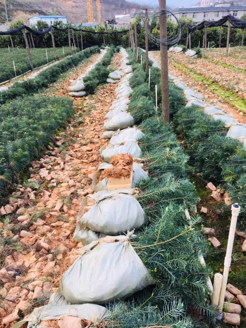 杉木杯苗，苗木青绿，粗壮，根系发达，欢迎联系