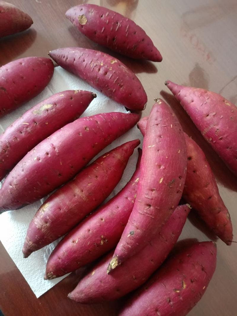 玛莎莉红薯苗一日本品种，甜度高达40以上的，适合蒸烤品种