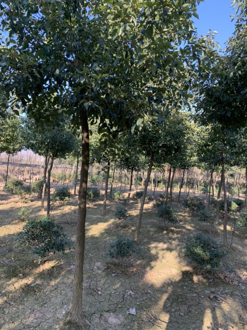香樟树15公分以上香樟，大的有20公分左右，原生冠樟树