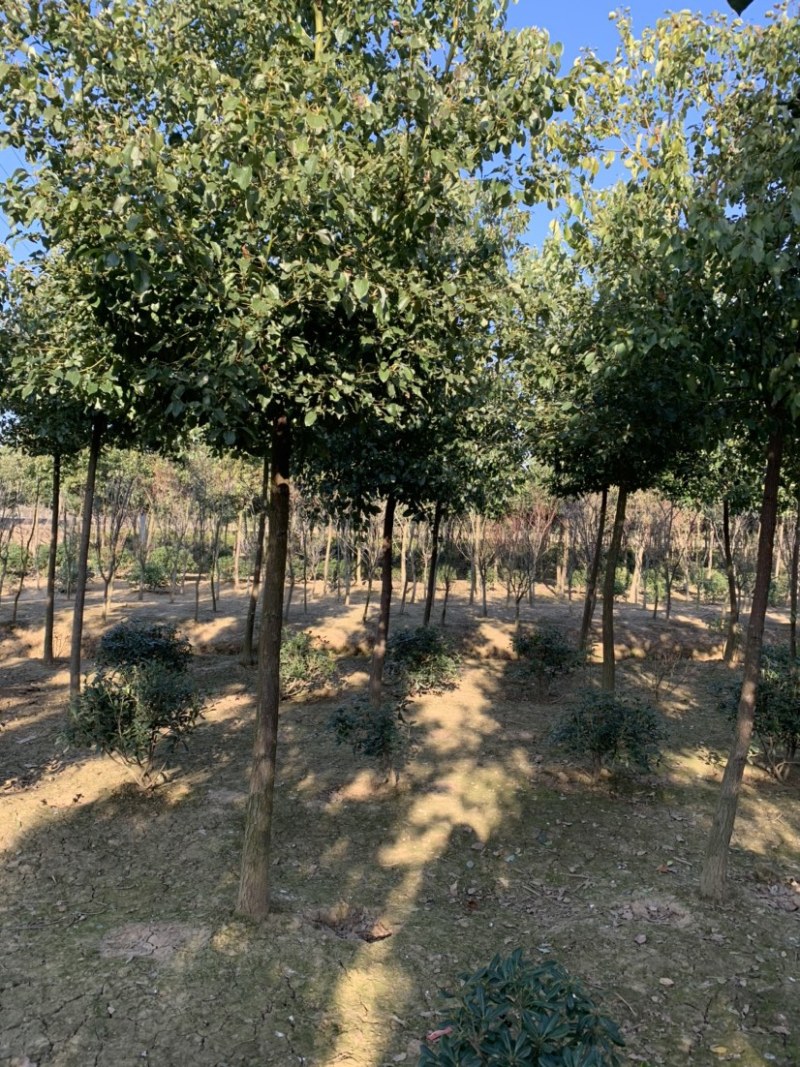香樟树15公分以上香樟，大的有20公分左右，原生冠樟树
