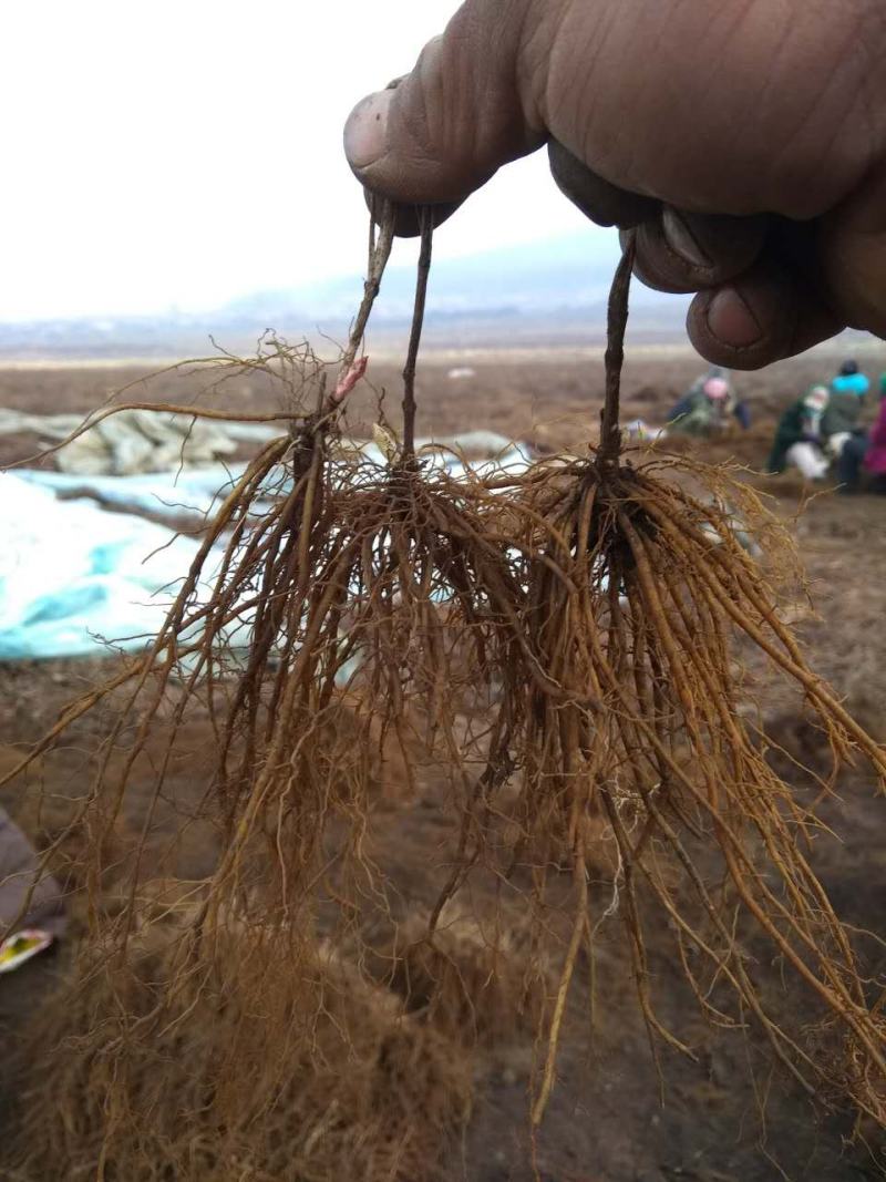 威灵仙苗威灵仙苗种苗一年二年苗都有苗圃直发提供技术