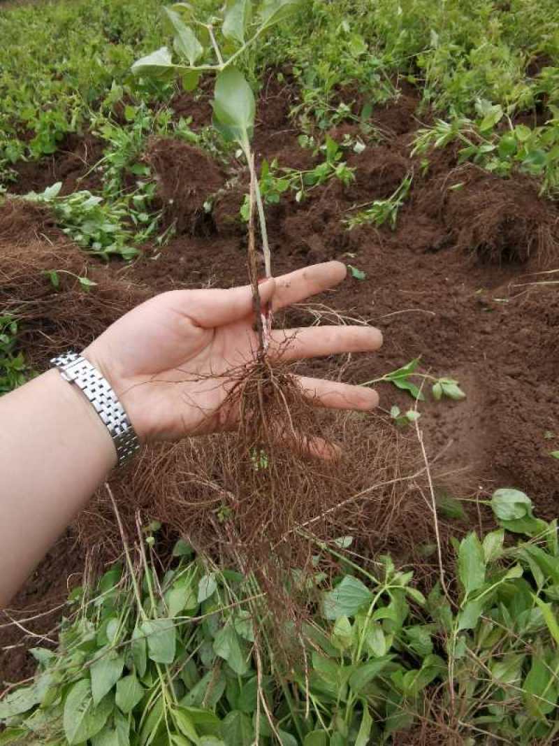 威灵仙苗威灵仙苗种苗一年二年苗都有苗圃直发提供技术