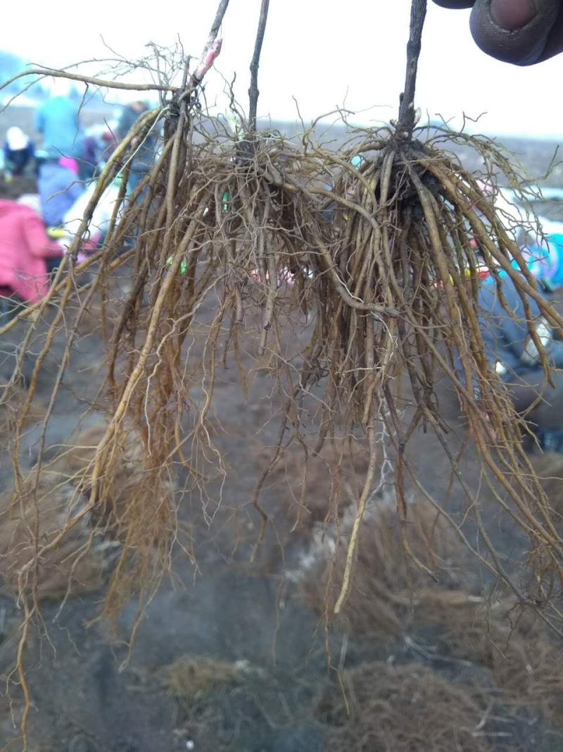 威灵仙苗威灵仙苗种苗一年二年苗都有苗圃直发提供技术