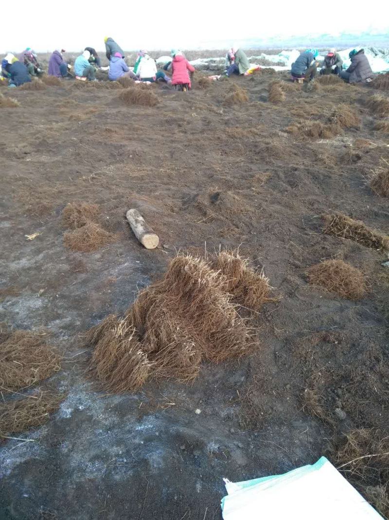 威灵仙苗威灵仙苗种苗一年二年苗都有苗圃直发提供技术