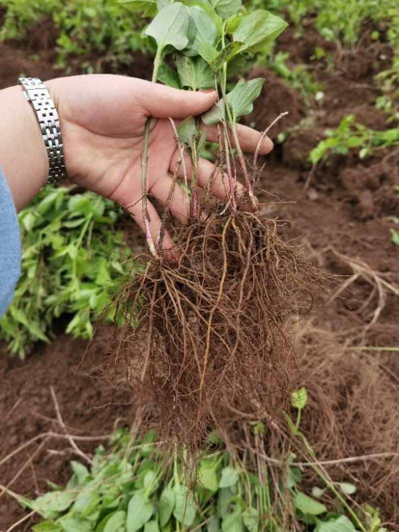威灵仙苗威灵仙苗种苗一年二年苗都有苗圃直发提供技术