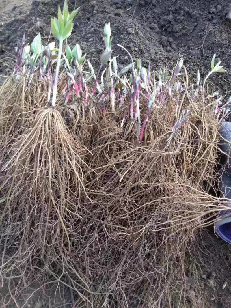 威灵仙苗威灵仙苗种苗一年二年苗都有苗圃直发提供技术