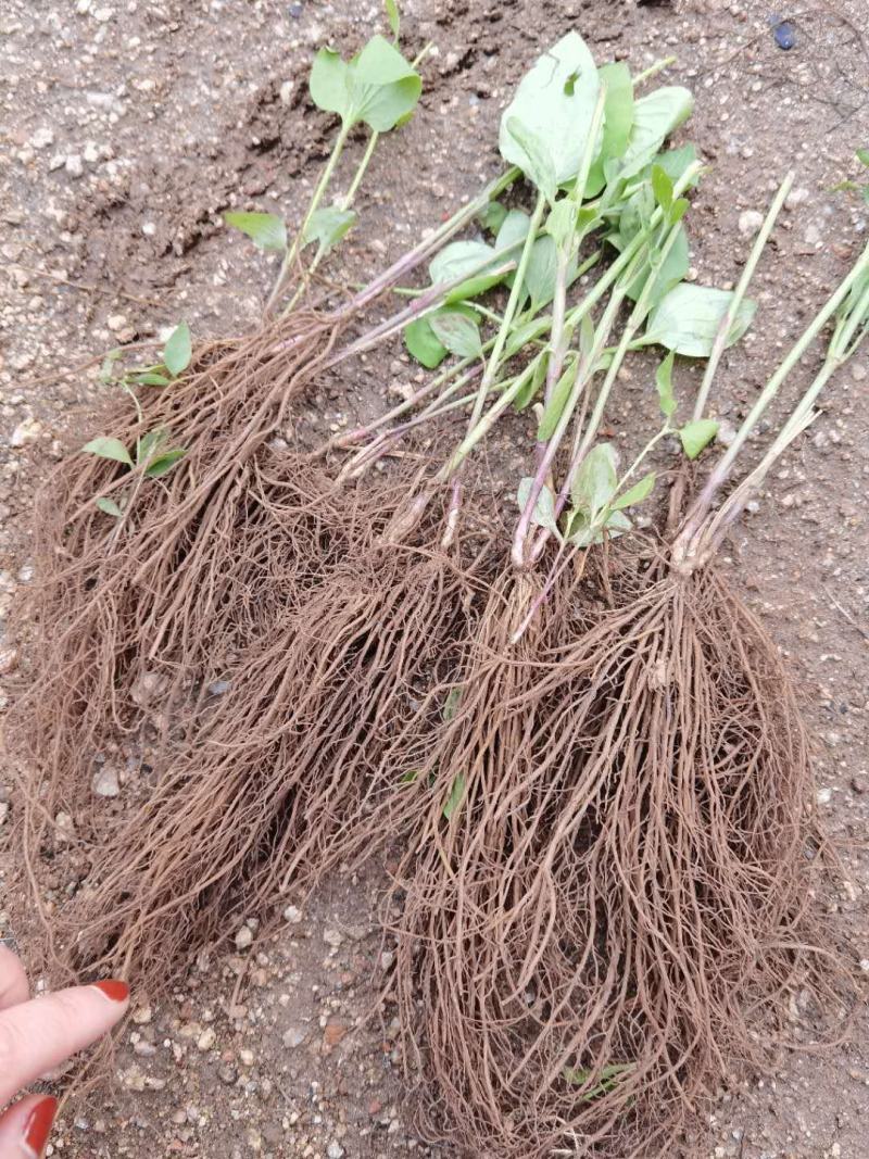 威灵仙苗威灵仙苗种苗一年二年苗都有苗圃直发提供技术