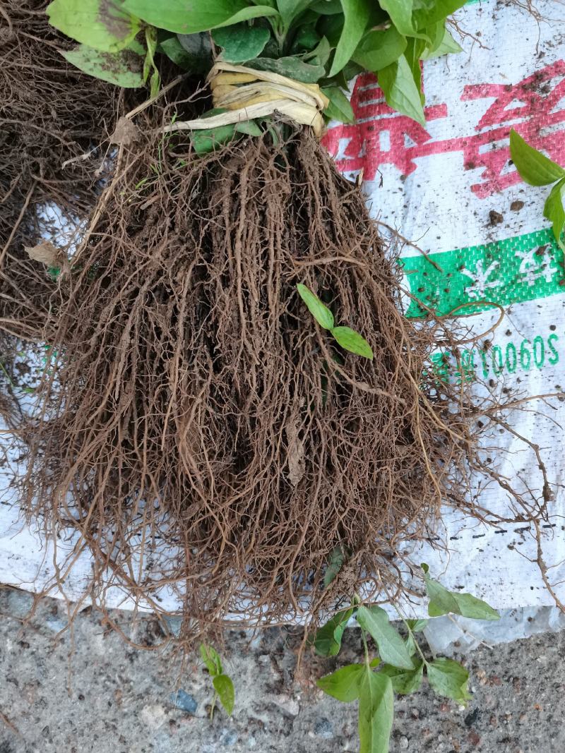威灵仙苗威灵仙苗种苗一年二年苗都有苗圃直发提供技术