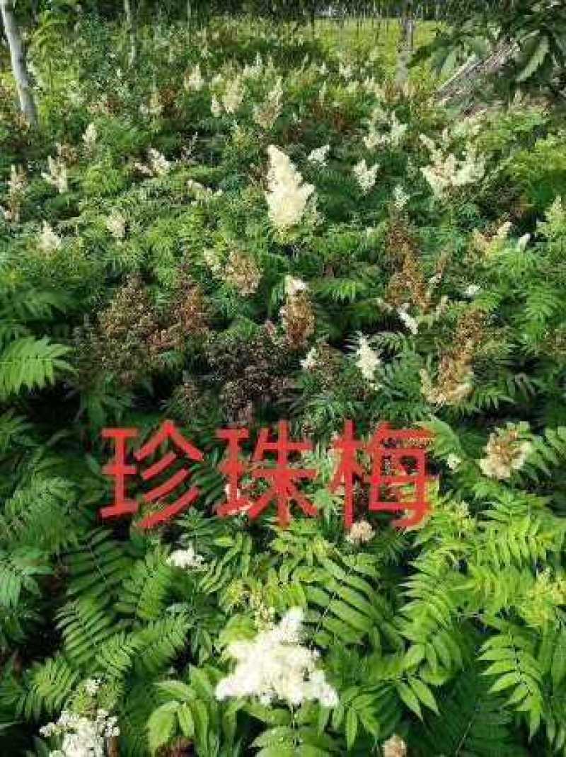 河北珍珠梅，河北从生珍珠梅，河北大棵珍珠梅