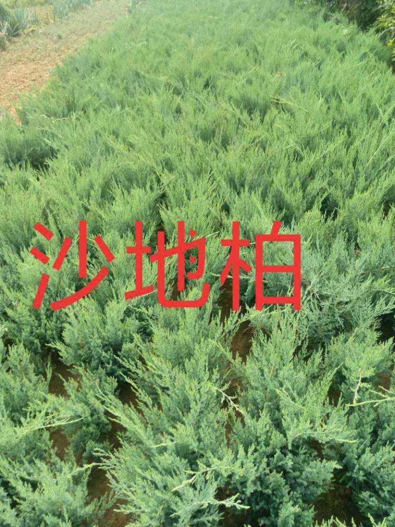 河北沙地柏，河北沙地柏价格，河北沙地柏供应，沙地柏基地