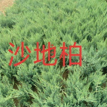 河北沙地柏，河北沙地柏价格，河北沙地柏供应，沙地柏基地