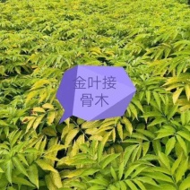河北金叶接骨木，河北从生金叶接骨木，河北大棵金叶接骨木