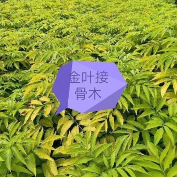 河北金叶接骨木，河北从生金叶接骨木，河北大棵金叶接骨木