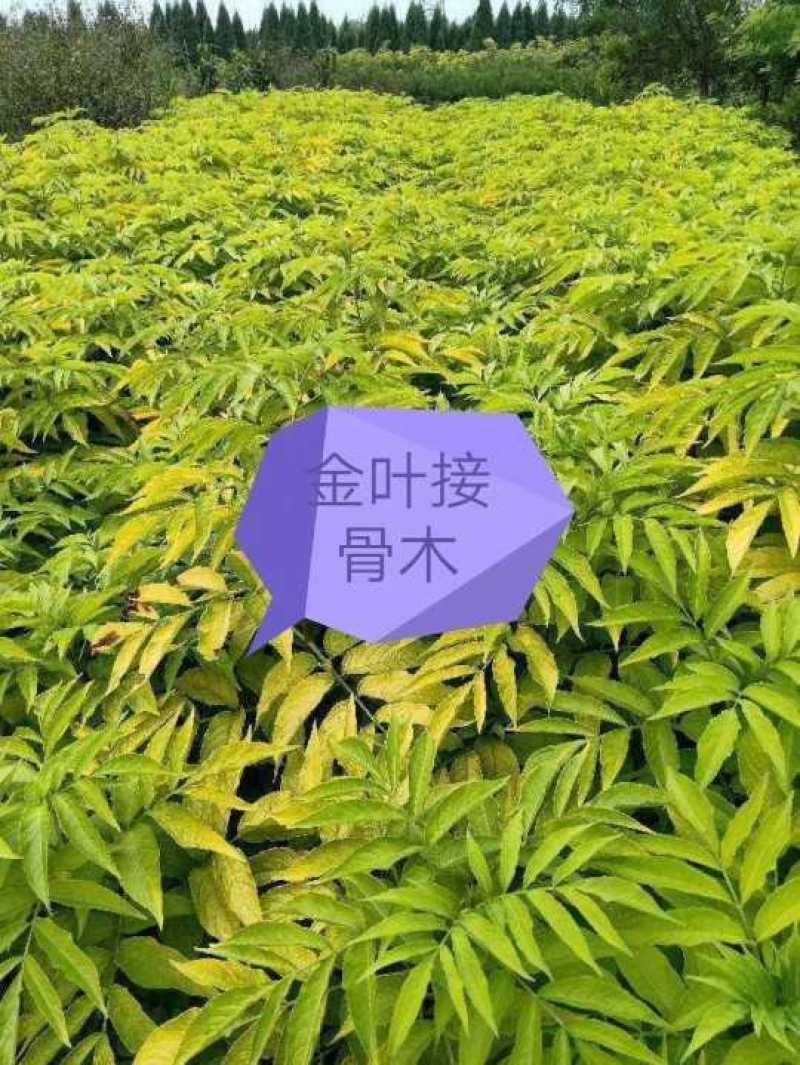 河北金叶接骨木，河北从生金叶接骨木，河北大棵金叶接骨木