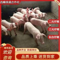 [基地直发]优质仔猪疫苗齐全包成活欢迎实地考察