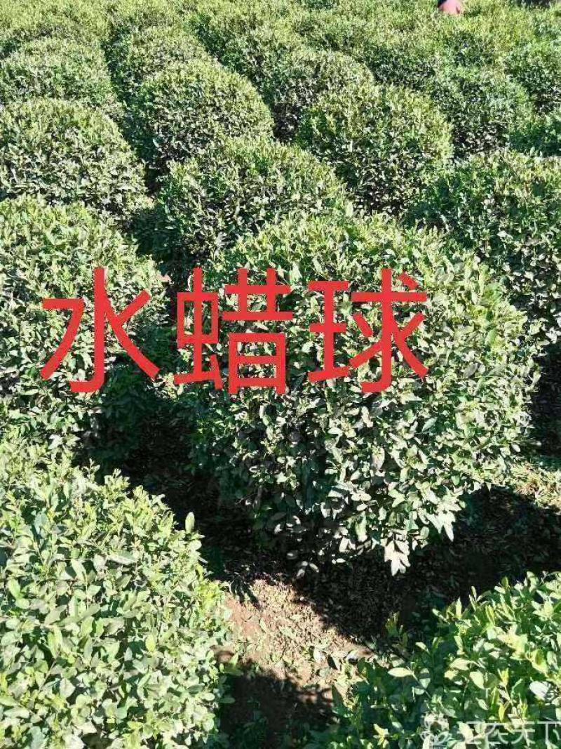 河北水蜡球，河北水蜡球供应，河北水蜡球价格，水蜡球基地