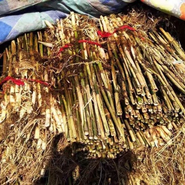 绿景水生芦苇种苗盆栽芦苇苗绿化工程专用保质保量