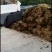 绿景水生芦苇种苗盆栽芦苇苗绿化工程专用保质保量