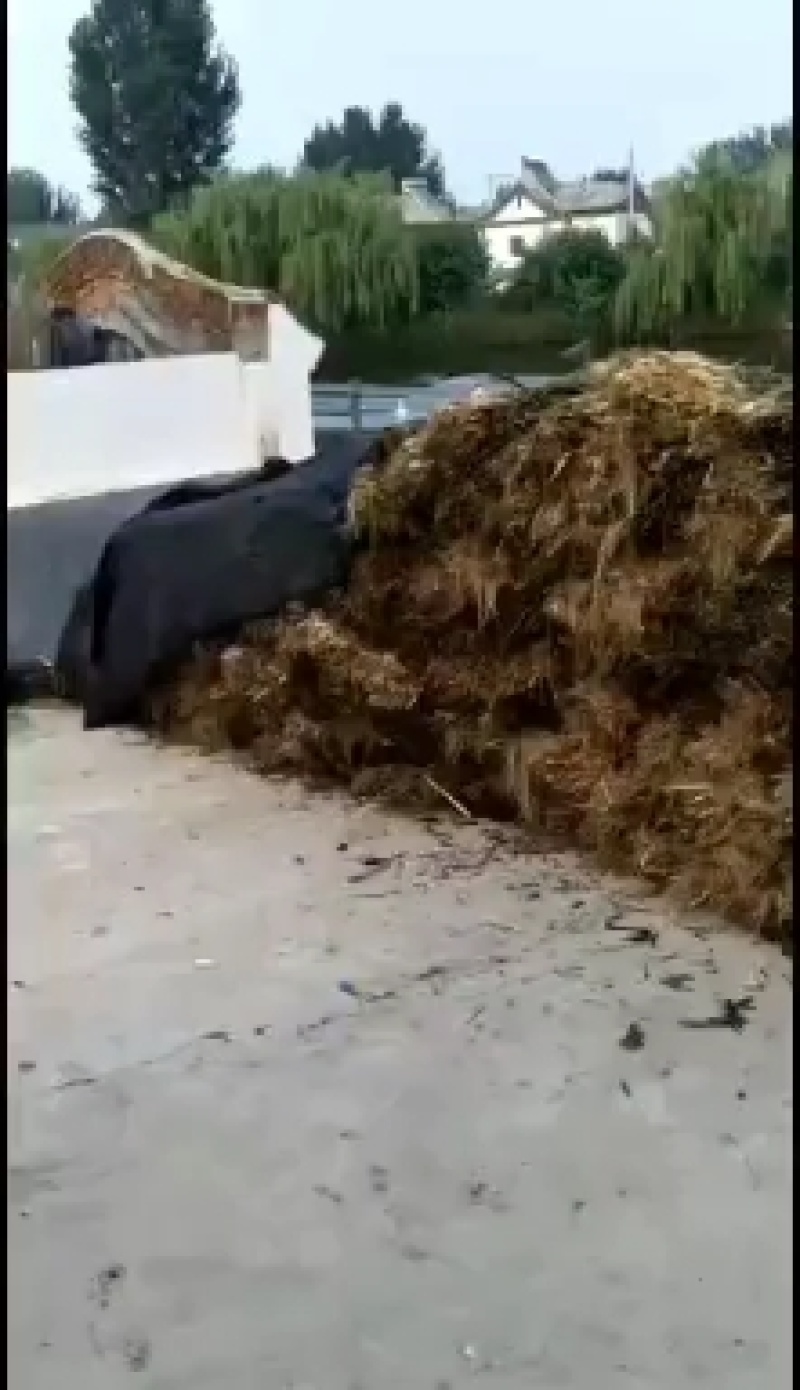 绿景水生芦苇种苗盆栽芦苇苗绿化工程专用保质保量