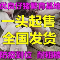 河南仔猪批发【包成活包运输】防疫严格