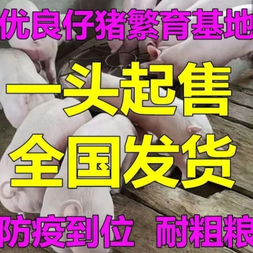 河南仔猪批发【包成活包运输】防疫严格