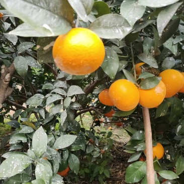 沃柑广西南宁隆安县沃柑，大量上市超甜，欢迎各地老板前来咨