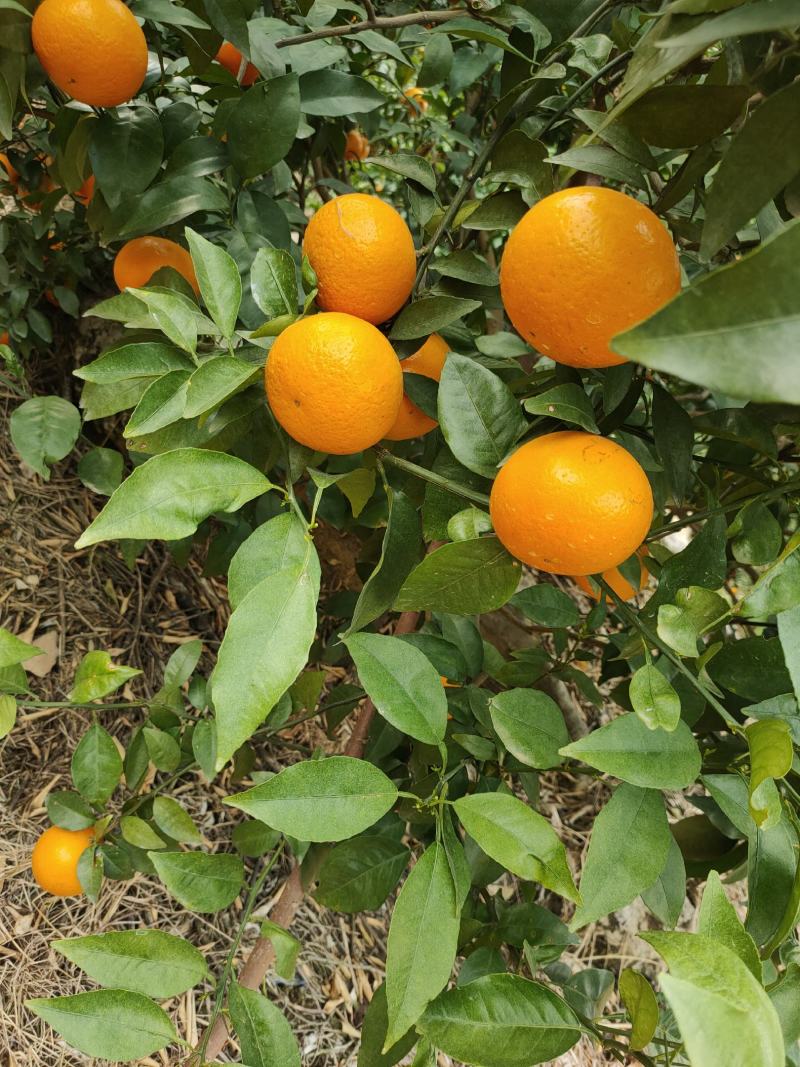 沃柑广西南宁隆安县沃柑，大量上市超甜，欢迎各地老板前来咨