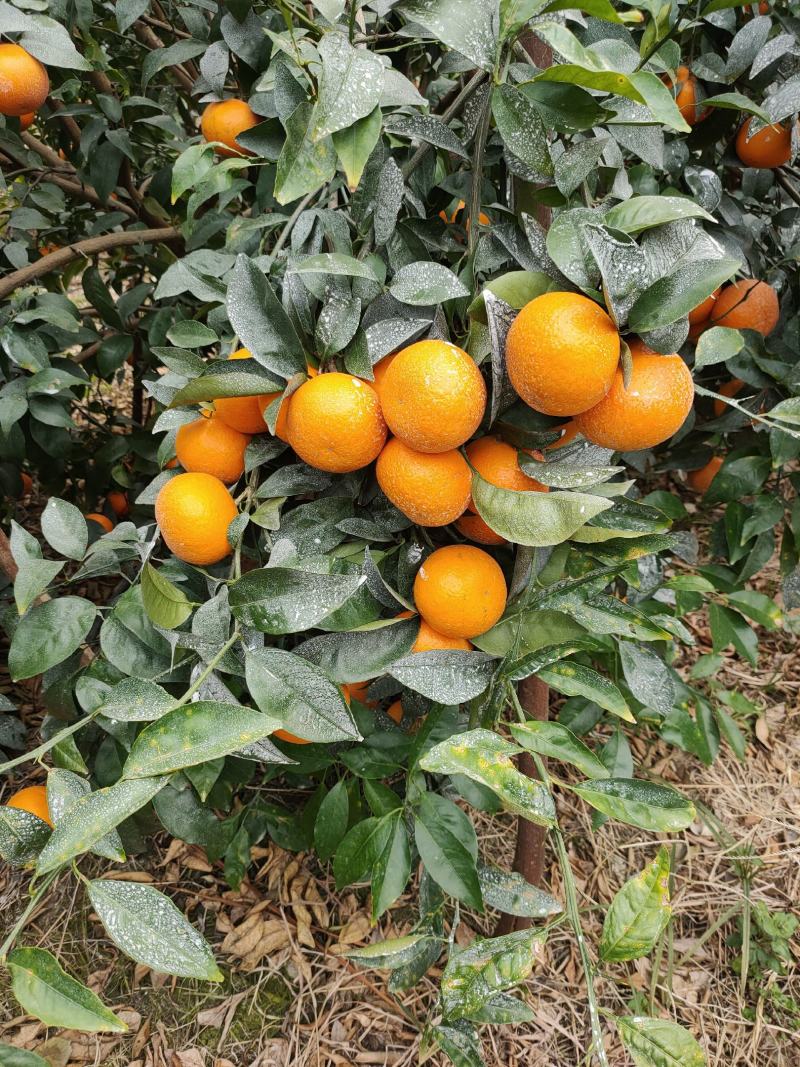 沃柑广西南宁隆安县沃柑，大量上市超甜，欢迎各地老板前来咨