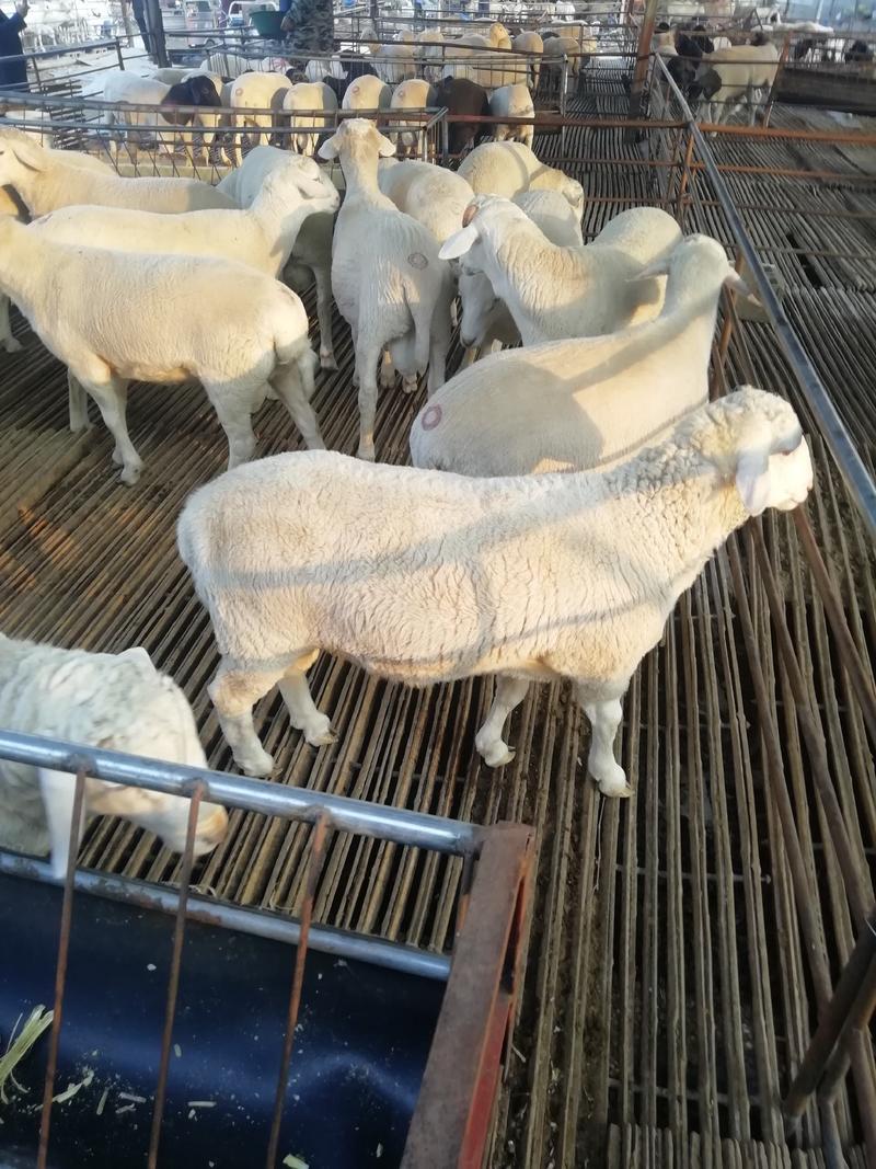 羊羔杜泊羊，纯种杜泊羊，长势快，怀孕羊，种羊，包送货