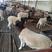 羊羔杜泊羊，纯种杜泊羊，长势快，怀孕羊，种羊，包送货
